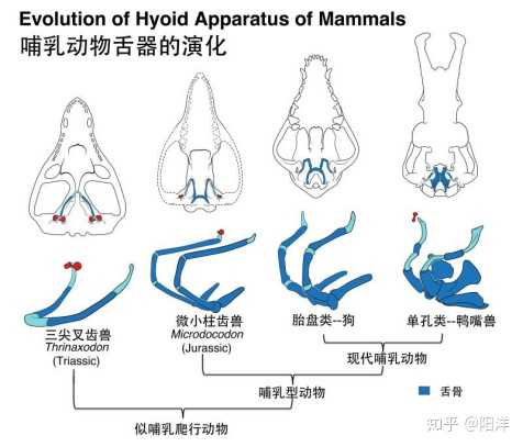2019 年，，，，，，，，古生物学领域报路的哪个新物种/化石最令你印象深刻？？？？？？